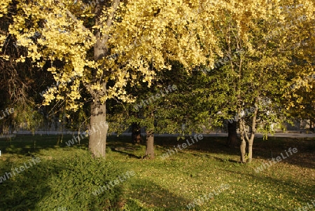 Autumn leafs