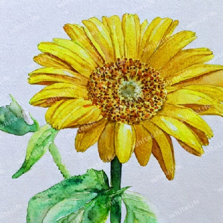 gelbe gerbera