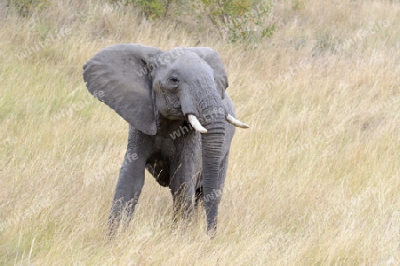 Afrikanischer Elefant (Loxodonta africana), halbw?chsiges M?nnchen, Bulle, in Drohhaltung , Masai Mara, Kenia, Afrika