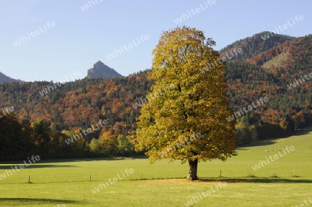 Herbstlicher Ahorn bei Kreuth