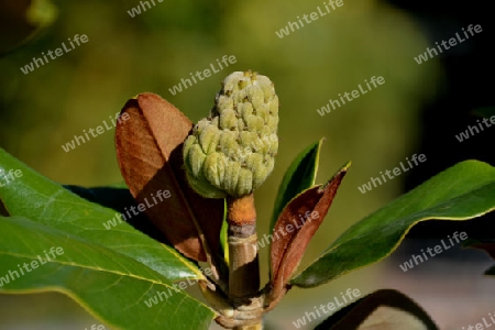 Magnolia Kobus