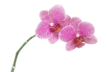 Wundersch?ne Orchidee