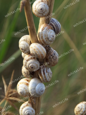 Schnecken an Halm