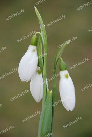 Snowdrop