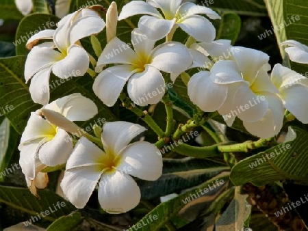 Frangipani wei?