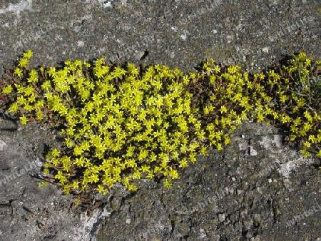 Mauerpfeffer, gelbes Steingew?chs