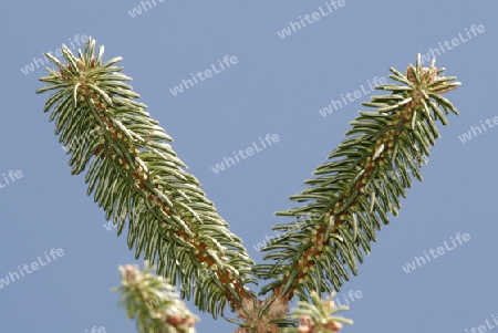 Pine