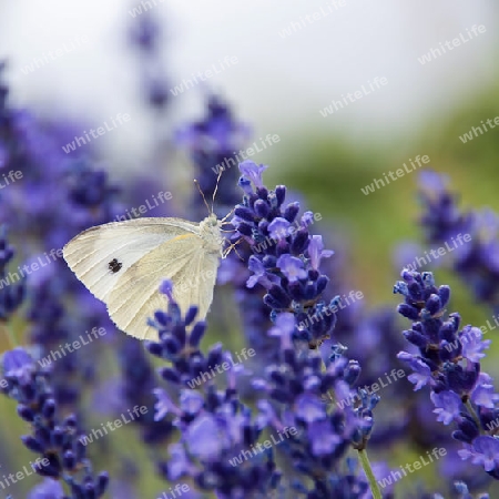 Kohlweissling auf Lavendel