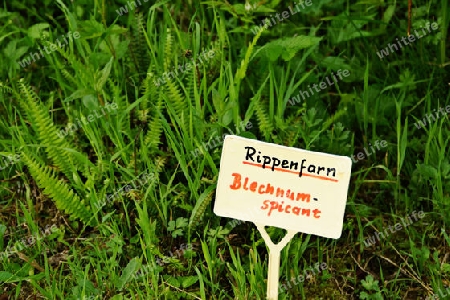 Rippenfarn.1