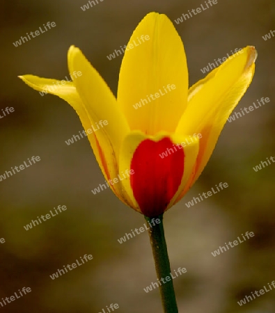 Tulpe ' Guiseppe Verdi'