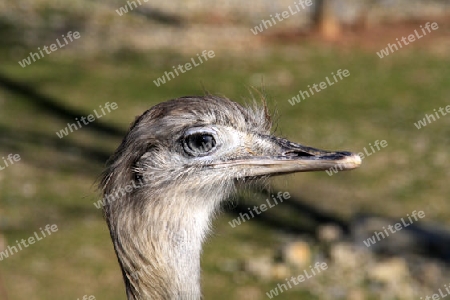 Vogel-Strau?