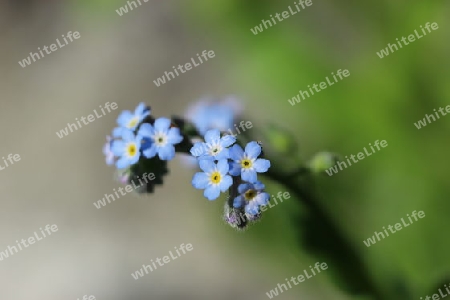 blaue Blume