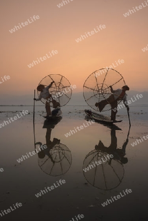 Fishermen at sunrise in the Landscape on the Inle Lake in the Shan State in the east of Myanmar in Southeastasia.