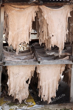 The Leather production in the old City in the historical Town of Fes in Morocco in north Africa.