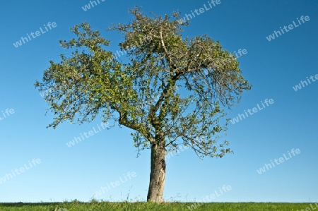 Obstbaum