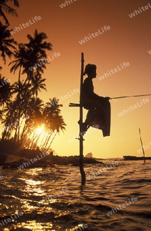 Asien, Indischer Ozean, Sri Lanka,
Traditionelle Fischer sogenannte Stelzenfischer beim Fischen in der naehe des Kuestendorf Ahangama an der Suedkueste von Sri Lanka. (URS FLUEELER)






