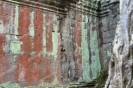 Tempel Ta Prohm, Siem Reap, Kambodscha