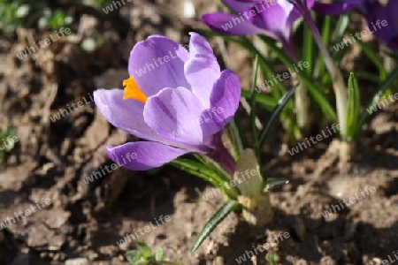 Krokus im Sonnenlicht