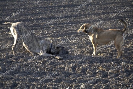 Hunde