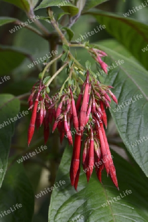 Bolivianische Fuchsie ( Fuchsia boliviana), Vorkommen S?damerika