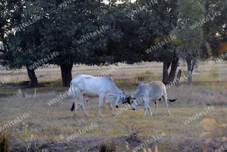 Die Landwirtschaft mit Reisfeldern im Winter bei Amnat Charoen im Isan im osten von Thailand,