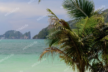 A Beach on the Island of Ko PhiPhi on Ko Phi Phi Island outside of the City of Krabi on the Andaman Sea in the south of Thailand. 