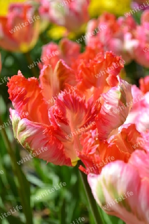 Tulpe