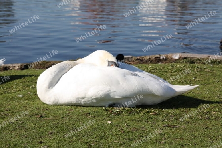 Ruhender Schwan