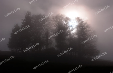 Baumgruppe im Nebel