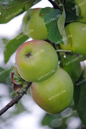 Apfel