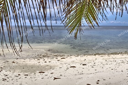 Beautiful palm trees at the beach on the tropical paradise islands Seychelles