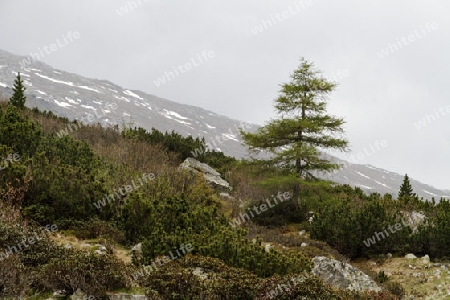 Zum Pfitscherjoch, Zillertal, Oesterreich