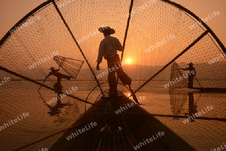 Fishermen at sunrise in the Landscape on the Inle Lake in the Shan State in the east of Myanmar in Southeastasia.