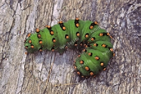 Eudia pavonia, Kleines Nachtpfauenauge (Raupe)