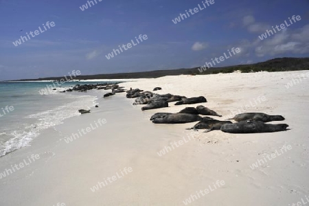 Seel?wen am Strand der Insel Floreana, Galapagos