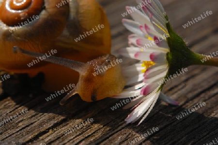 Weinbergschnecke