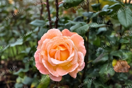 Top view of yellow and orange rose flower in a roses garden with a soft focus background.