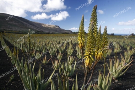 a Aloe Vera cactus Plantation the Island of Lanzarote on the Canary Islands of Spain in the Atlantic Ocean. on the Island of Lanzarote on the Canary Islands of Spain in the Atlantic Ocean.
