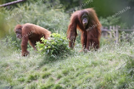 Orang Utan - Pongo pygmaeus