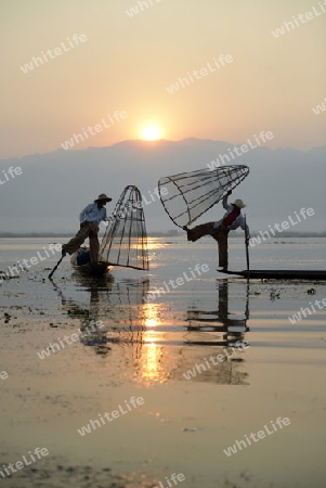 Fishermen at sunrise in the Landscape on the Inle Lake in the Shan State in the east of Myanmar in Southeastasia.