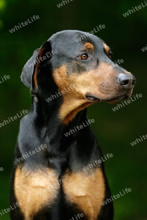 stolzer Dobermann