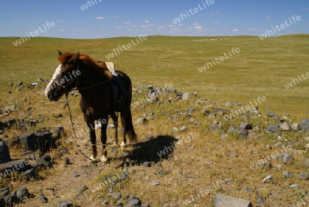 Das Pferd eines Nomaden