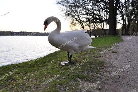 Schwan