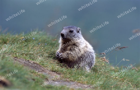 Alpenmurmeltier (Marmota marmota)