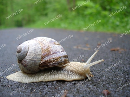 Schnecke