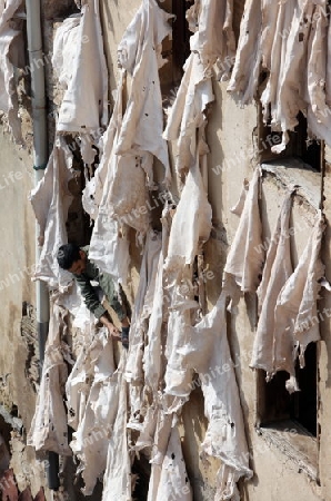 The Leather production in the old City in the historical Town of Fes in Morocco in north Africa.