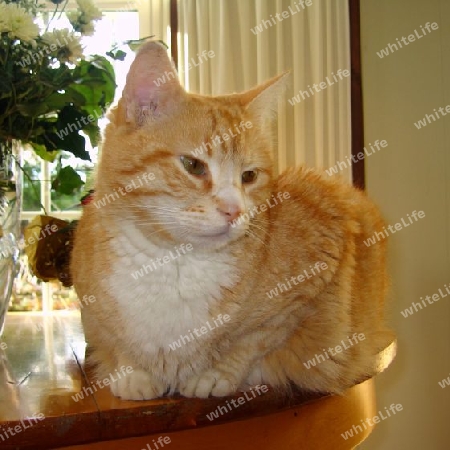 Ginger Cat on Table