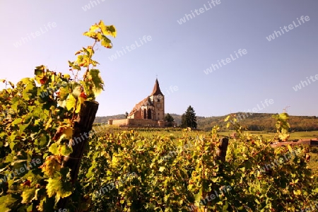 The wine Hills of  the village of Hunawihr in the province of Alsace in France in Europe