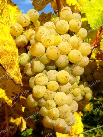 Rieslingtraube goldgelb