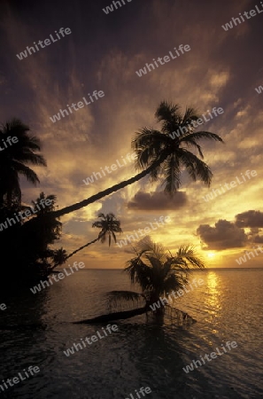 
Der Traumstrand mit Palmen und weissem Sand an der Insel Velavaru im Southmale Atoll auf den Inseln der Malediven im Indischen Ozean.   